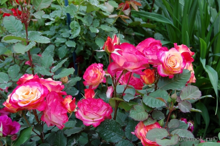 Marseille en Fleurs