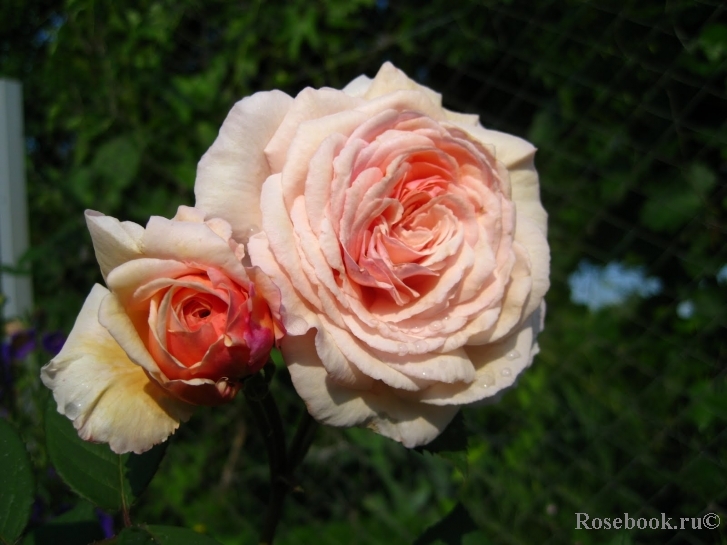 A Shropshire Lad