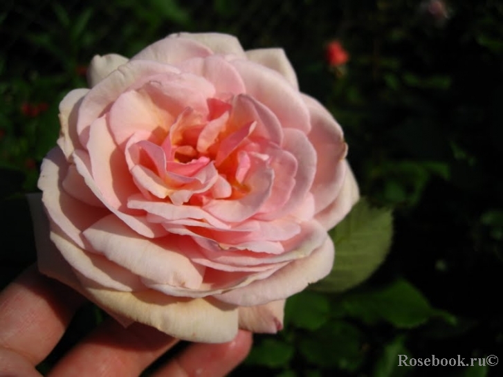 A Shropshire Lad