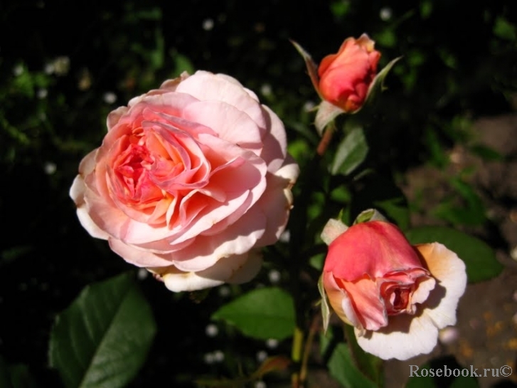 A Shropshire Lad