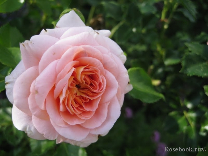 A Shropshire Lad