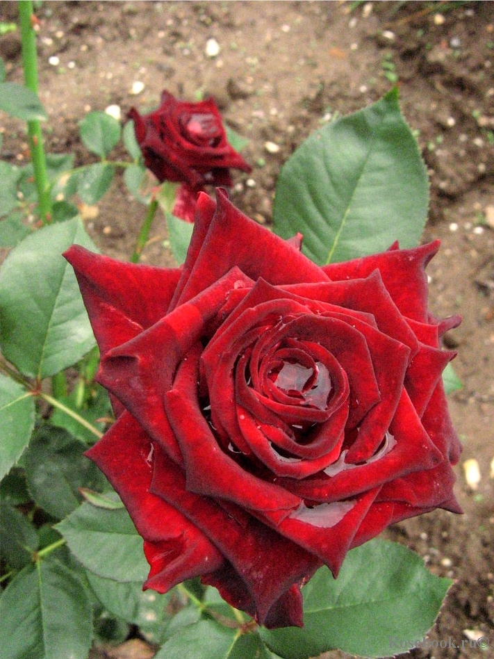 Black Baccara