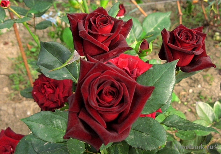 Black Baccara