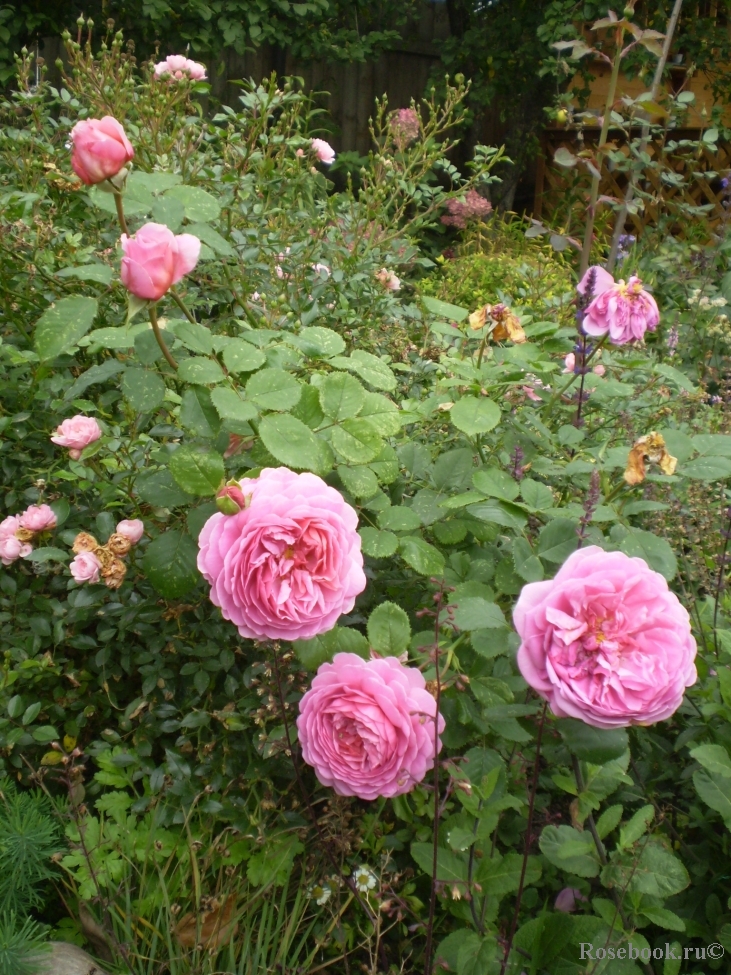 Princess Alexandra of Kent 