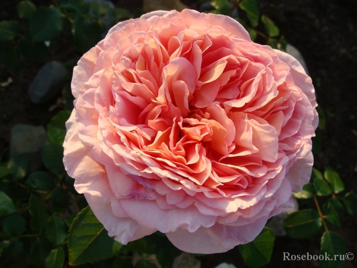 Abraham Darby