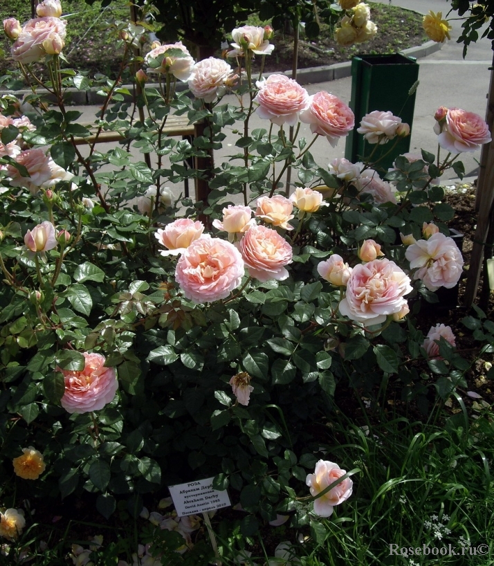 Abraham Darby