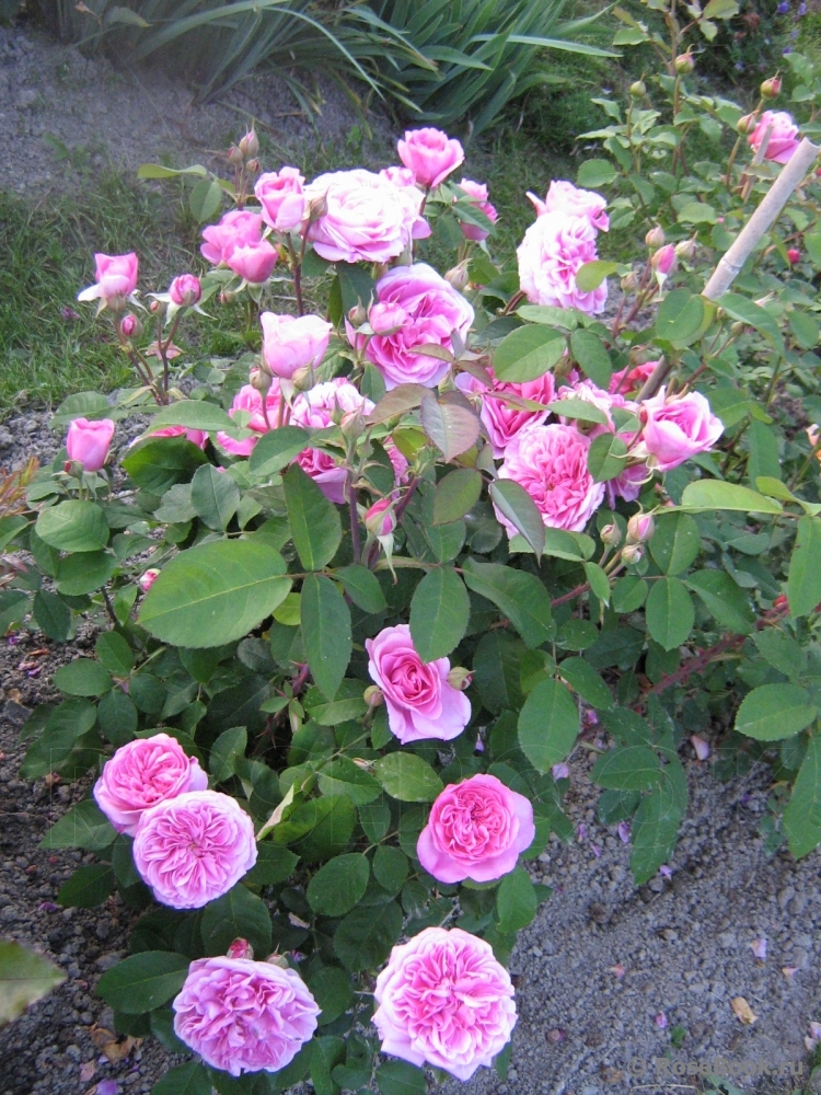 Gertrude Jekyll