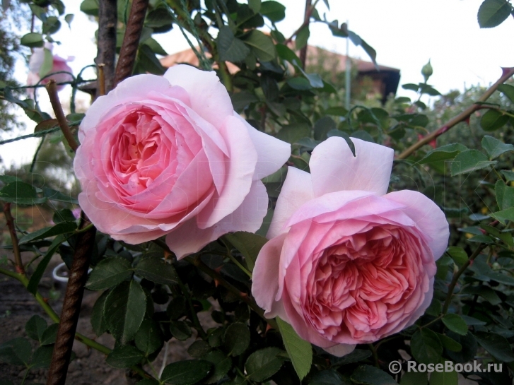 Abraham Darby