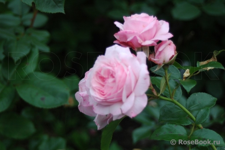 Rossetti Rose