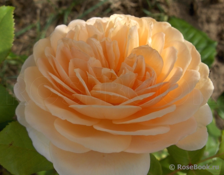 Crown Princess Margareta®