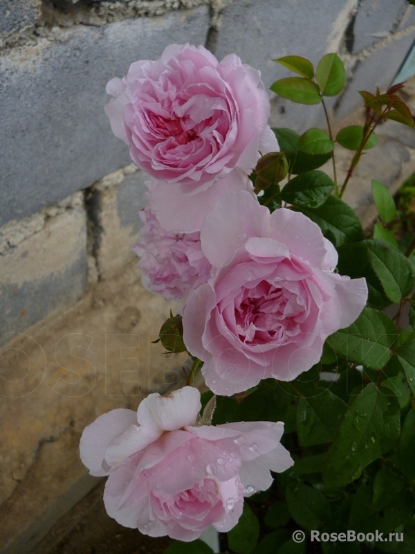 Cottage Rose 