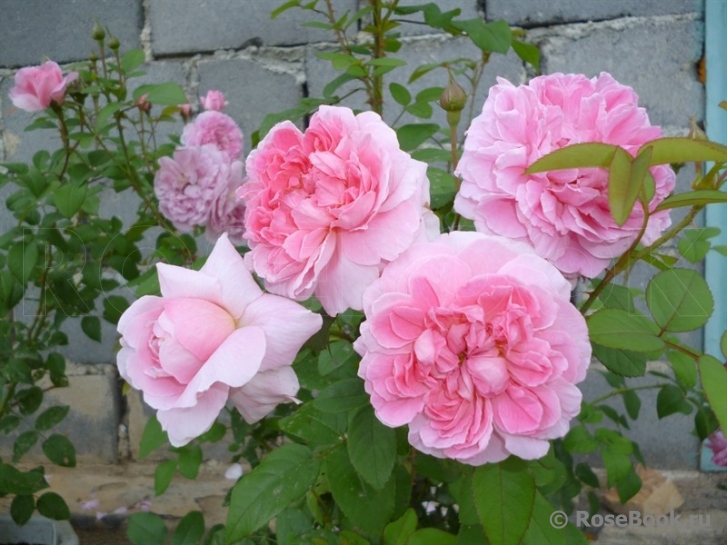 Cottage Rose 