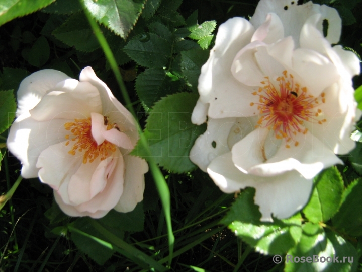 Jacqueline du Pre 