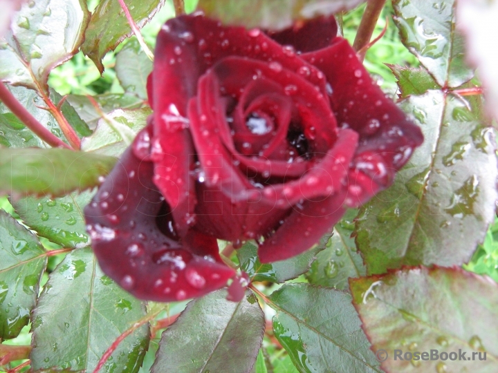 Black Baccara