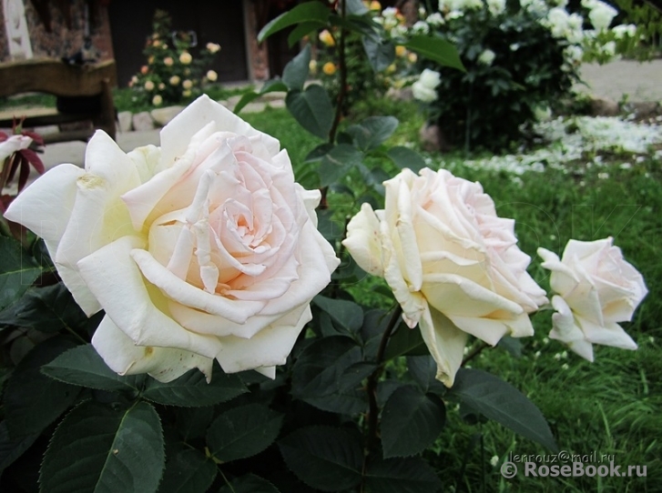 Jardins de Bagatelle 