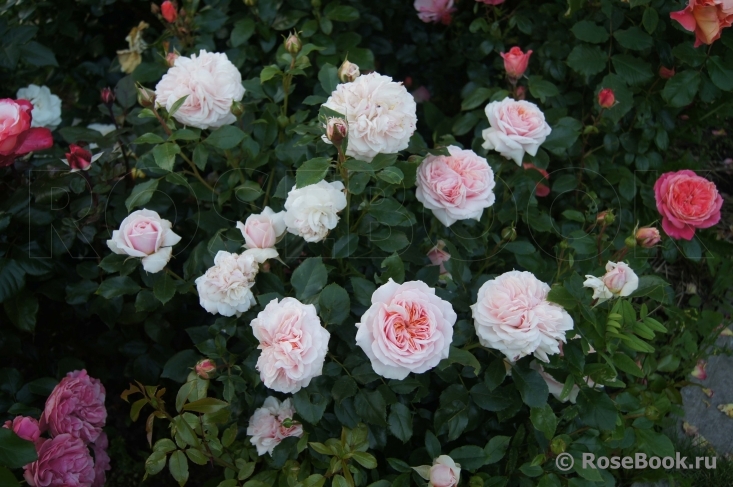 Garden of Roses 