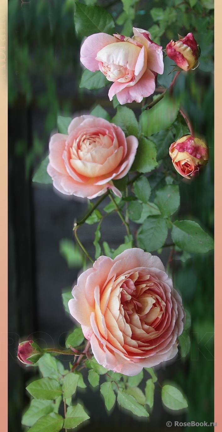 Abraham Darby