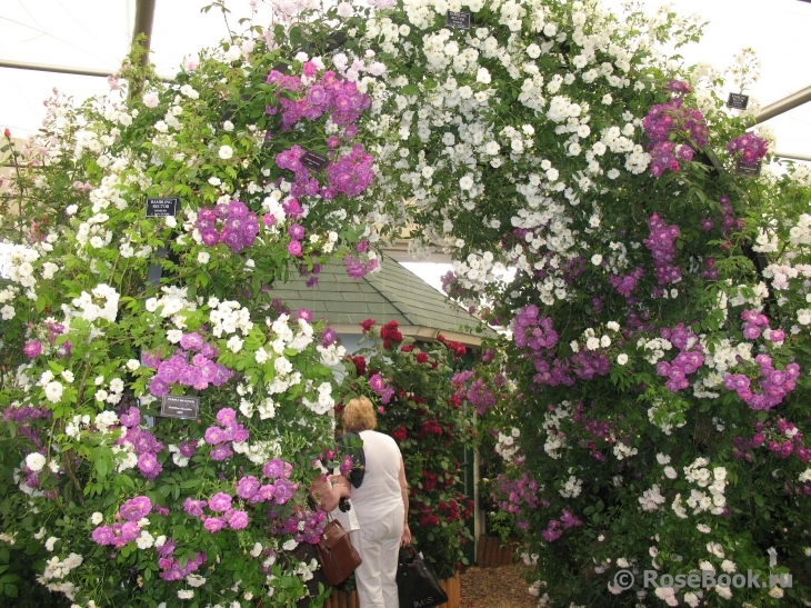 Rambling Rector 