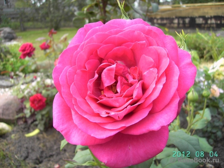 Johann Wolfgang von Goethe Rose®