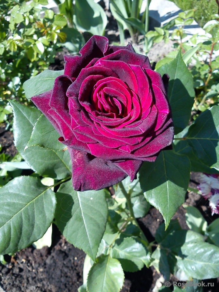 Black Baccara