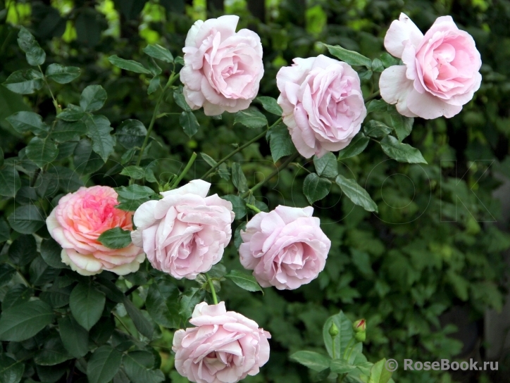 La Rose du Petit Prince