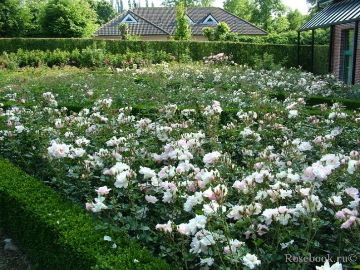 Vogelpark Walsrode 