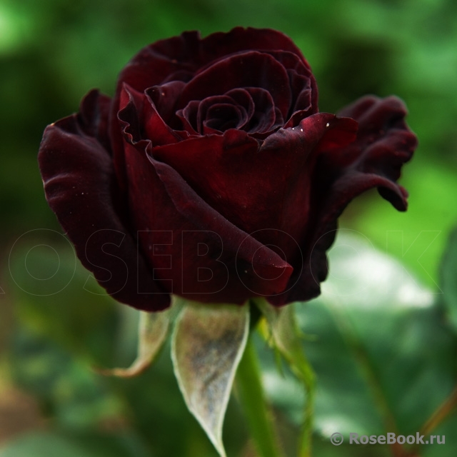 Black Baccara