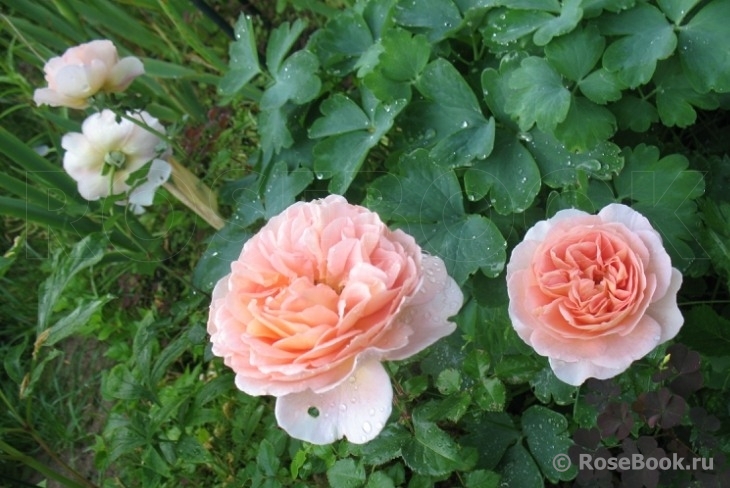 Abraham Darby