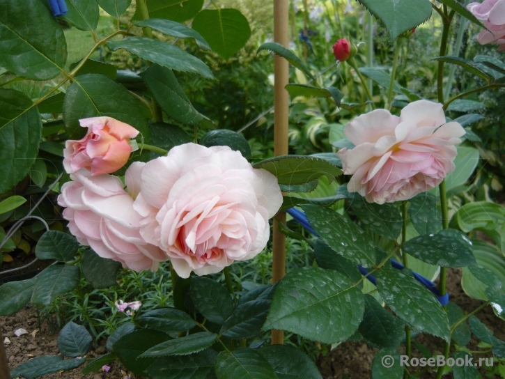 A Shropshire Lad