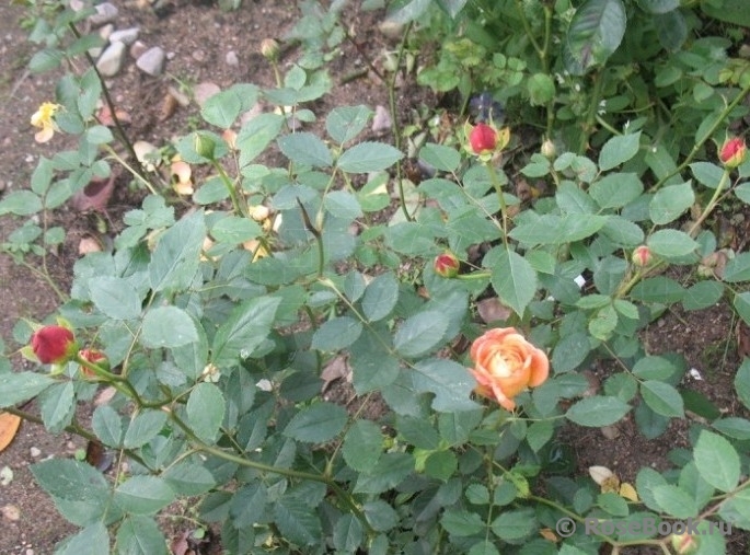 Lady of Shalott 