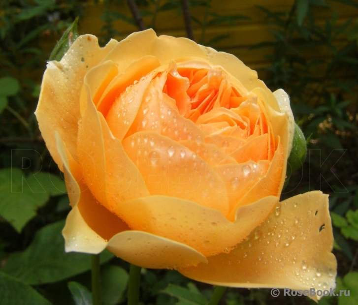 Crown Princess Margareta®