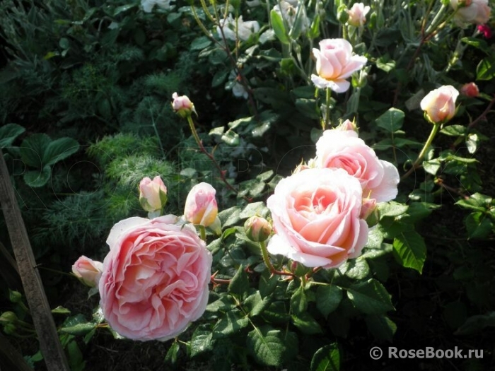 Abraham Darby