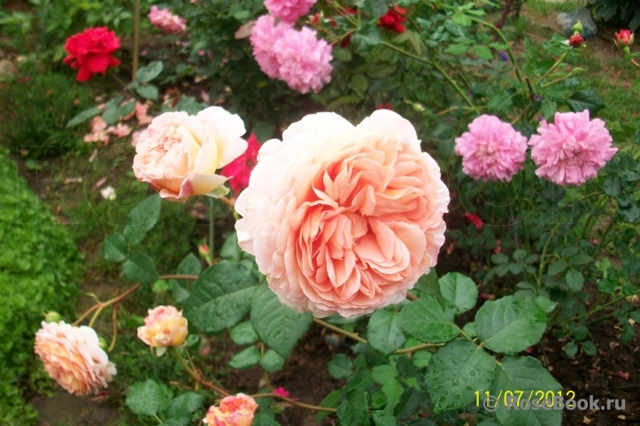 Abraham Darby