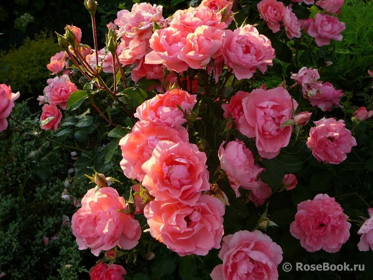 Jardins de France 