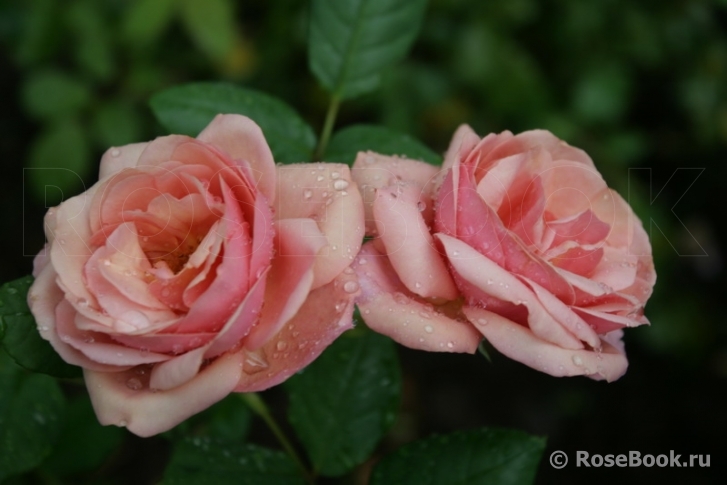 Stefanie´s Rose 