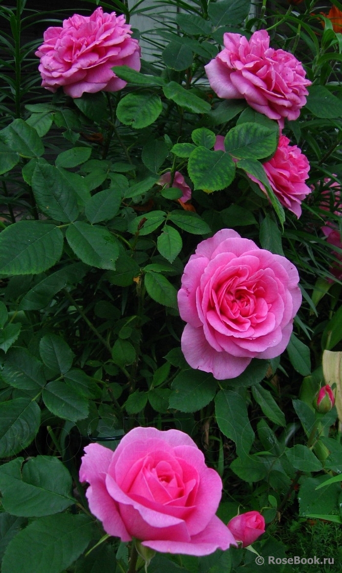 Gertrude Jekyll