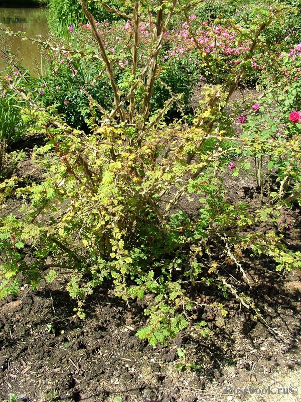 Rosa sericea Pteracantha 