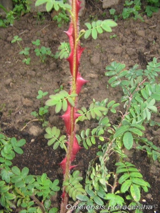 Rosa sericea Pteracantha 