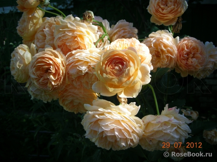 Crown Princess Margareta®