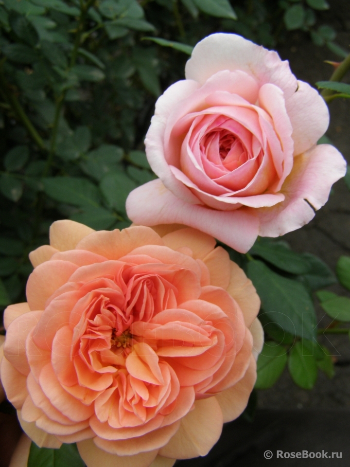 Abraham Darby