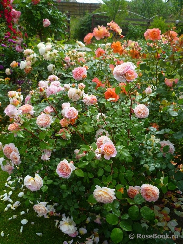 Abraham Darby