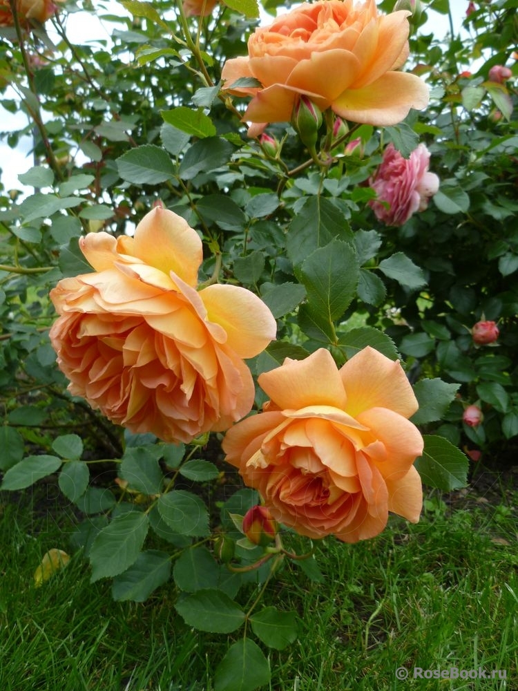 Lady of Shalott 