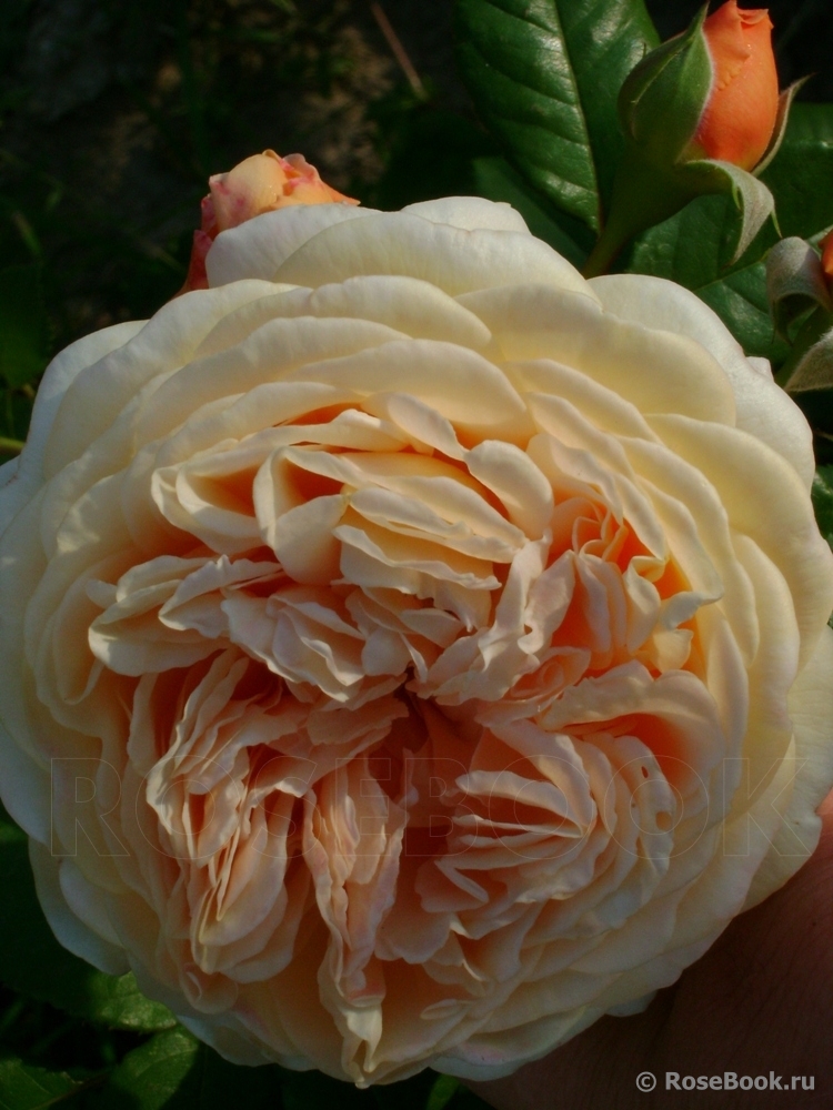 Crown Princess Margareta®