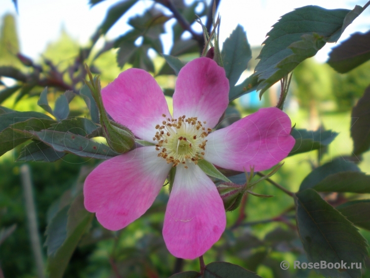 Rosa glauca 