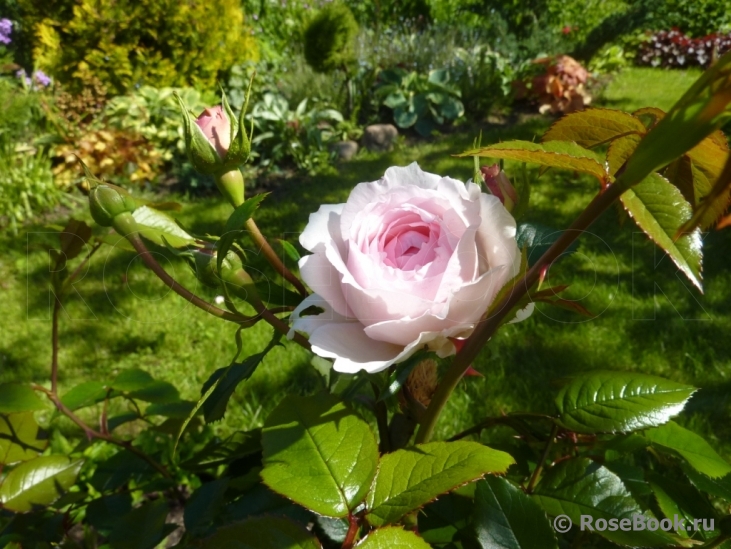 The Wedgwood Rose