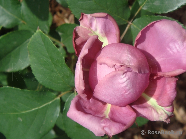 Gertrude Jekyll