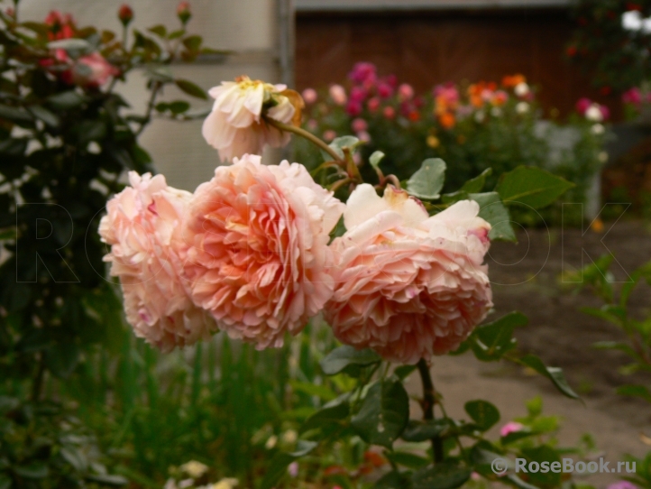 Abraham Darby