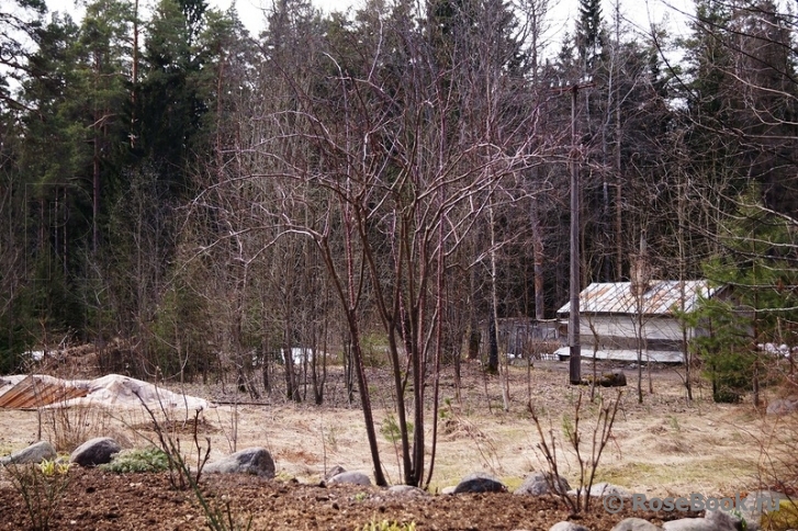 Rosa glauca 