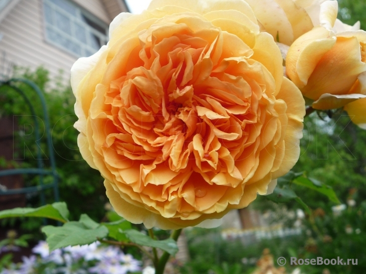 Crown Princess Margareta®