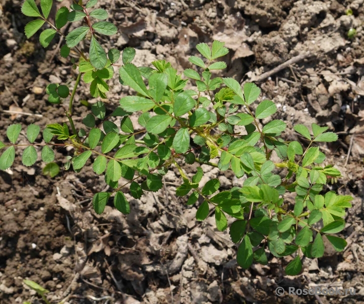 Rosa multiflora